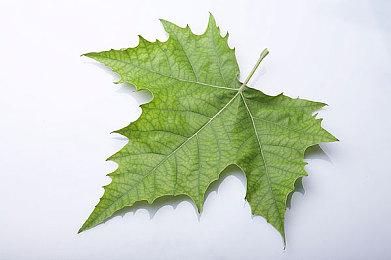 灵丝风暴削弱 十字绣加强！ 《丝之歌》过渡补丁上线